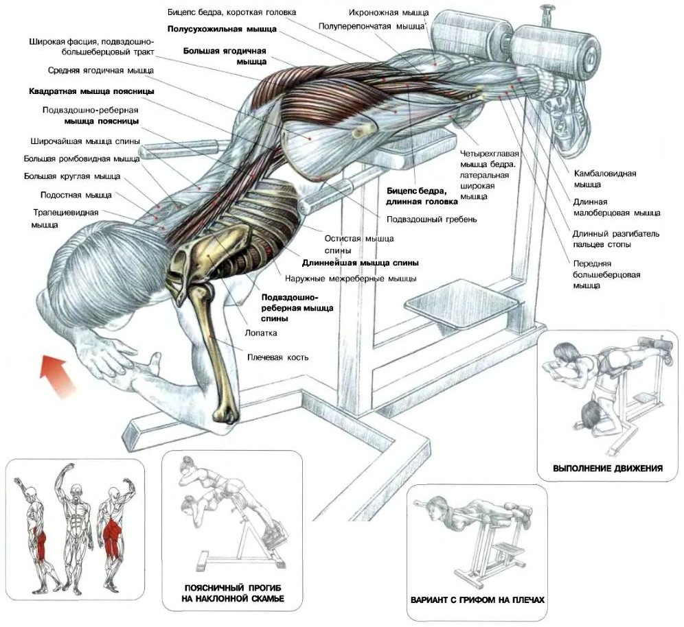 Тренажеры для тренировки мышц живота и поясницы
